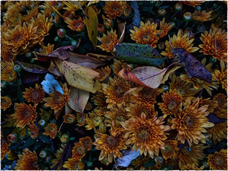 Mums10Intensify3Bokeh2MidtoneSatGrainFrayed 2