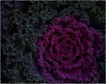 Cabbage1_2Intensify1Bokeh3ShadowsFrayed 2