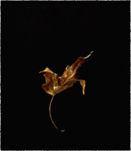 Leaf3Enfusion3AncientCanvasGlowingEdgesCropFrayedSnapheal 2