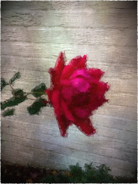 NovemberRoseOverpaintedVignetteBokeh1MidtoneExposureFrayed2 2