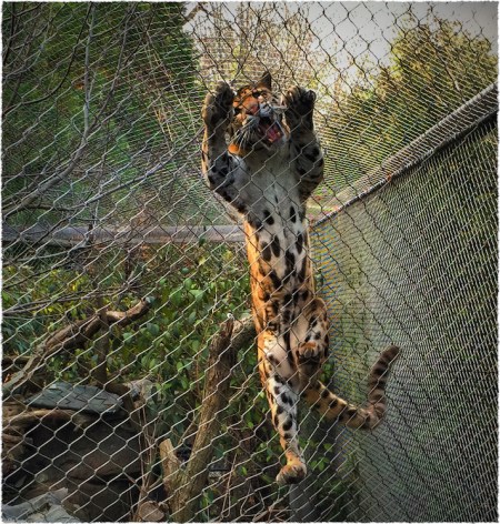 CloudedLeopard2Intensify1_2Bokeh3MidtoneFrayed 2