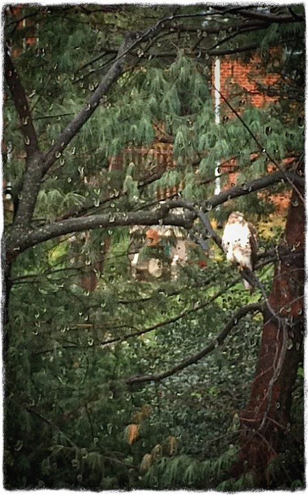 Hawk1Intensify1SnaphealReduxOldPaperVignetteSharpenLuminesence2Grit 2