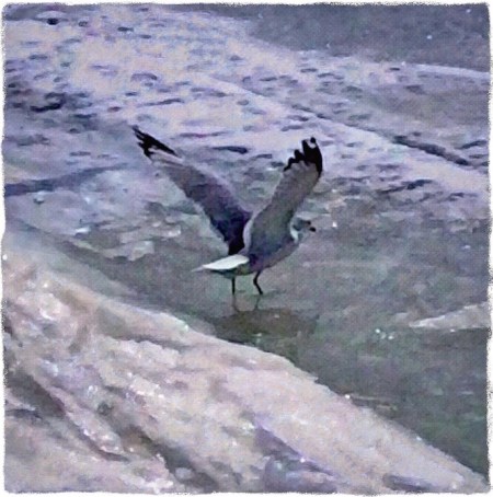 GullAlightingOnFrozenRiverCanvas