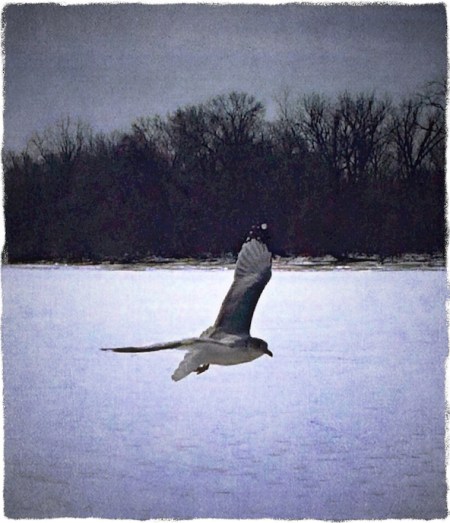 SoaringGullRecompositeFlareFinal 2