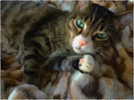 CamouflagedCatEnfusion1Bokeh2MidtoneExposureSatVibGrainOldPaperFrayed 2