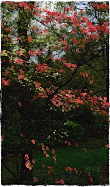 DogwoodInRain2SharpenMidtoneGrit 2