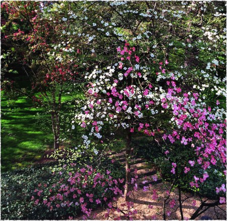 DogwoodsAtSunsetFrayed 2