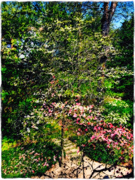 DogwoodStudyAltVersion 2