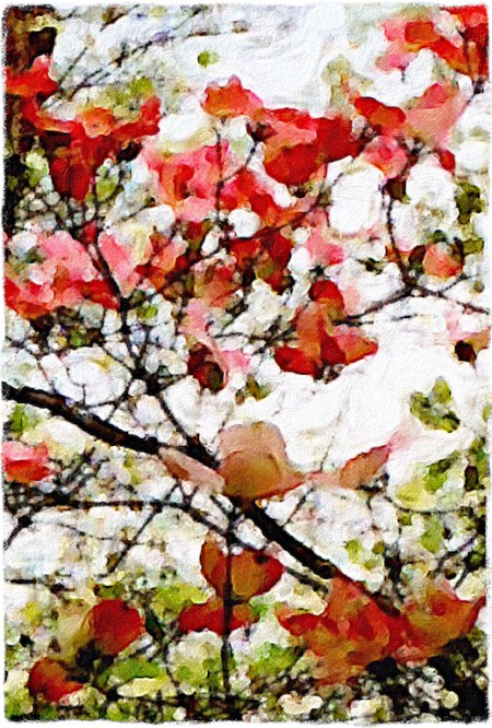 PinkDogwoodCloseup4SharpenGrit 2