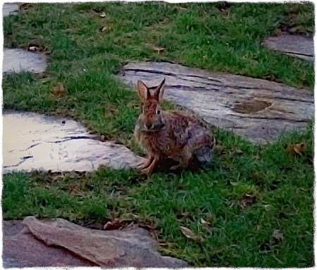 RainSlickedRabbit1Bokeh1MidtoneSharpenVignetteGrit 2