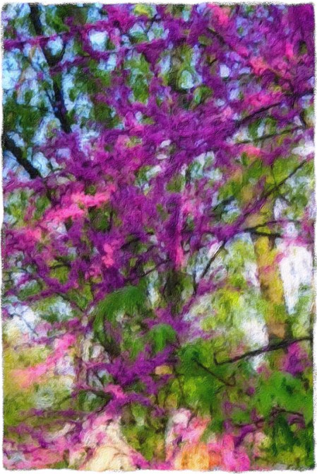 RedbudEnfusion1_2Bokeh1ColorFilterGrit 2