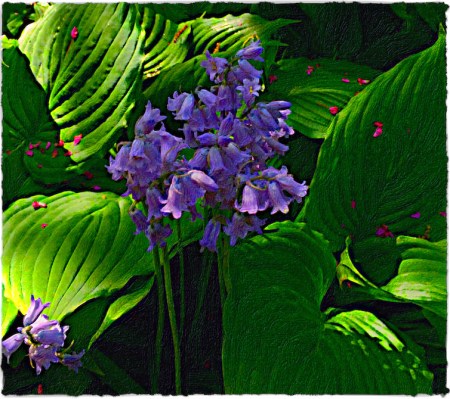 BlueBellsHostasRedbudPetalsBokeh3MidtoneSharpenSatVibBrushup 2