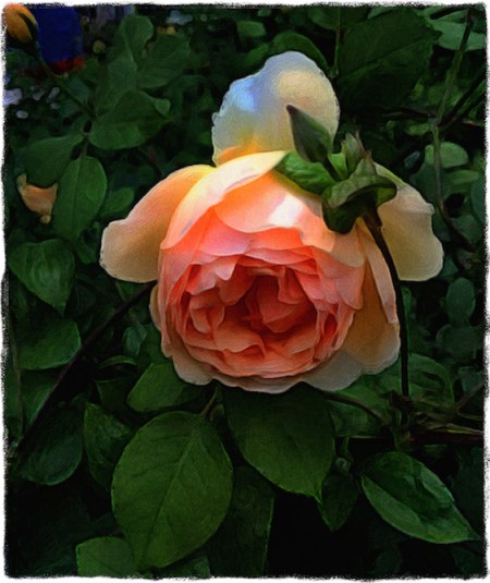 HeirloomRoseEnfusionBokeh3MidtoneGrit 2