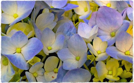 {"focusMode":1,"deviceTilt":0.01753263076278166,"whiteBalanceProgram":0,"macroEnabled":true,"qualityMode":3}