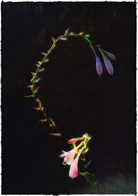 AbstractedEnfusion2Bokeh3Brushup 2