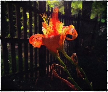 Lily17Bokeh3Brushup 2