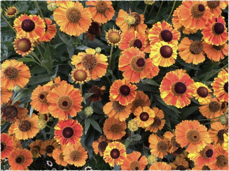 BlackEyedSusansFlare 2