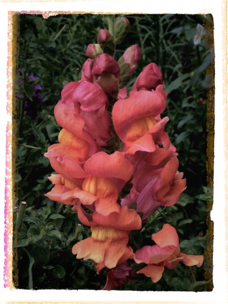 SnapDragonsFlareTapedSlide 2