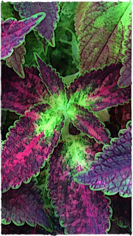 ColeusEnfusion2FlareBrushup 2