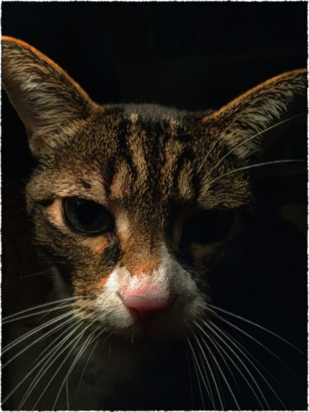 DramaJackEnfusion2Bokeh3bFrayed 2