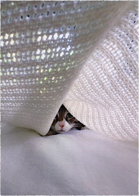 UndercoverEnfusion2Flare2 2