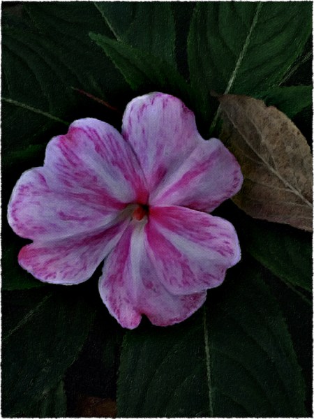 AutumnImpatiensEnfusion1Flare2Frayed2 2