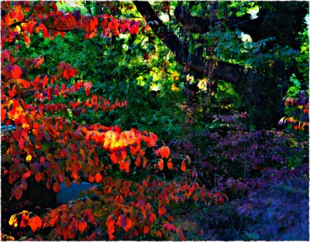 AutumnSunsetDogwoodLeaves2SnaphealFlareFrayed3 2