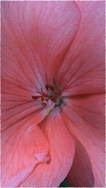 Pestil3FlareFrayedSnapheal 2