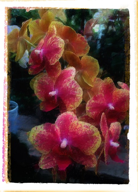 PinkAndGoldOrchidEnfusion1Flare1 2.jpg