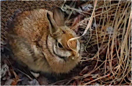 MyBuddyTheRabbitFlareFrayed 2.jpg