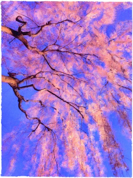 CherryBlossomsAtSunsetBrushed 2.jpg