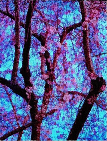 CherryBlossomsFlareFrayed.jpg