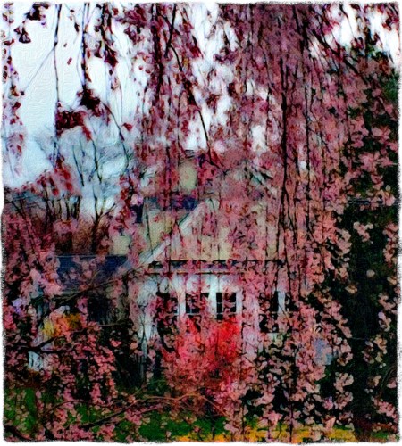 CherryBlossomsInSpringRainFlareGrit 2.jpg