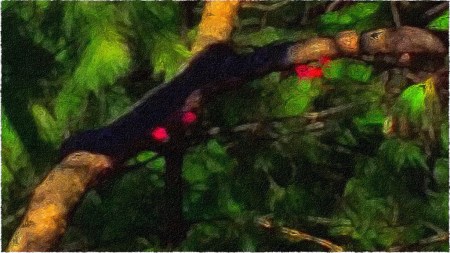 RedBudAndPinesInMorningShadowsFlareFrayed 2.jpg