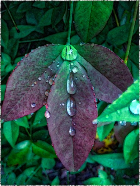 LeafRaindropsEnfusion1_HDRFlareFrayed 2.jpg