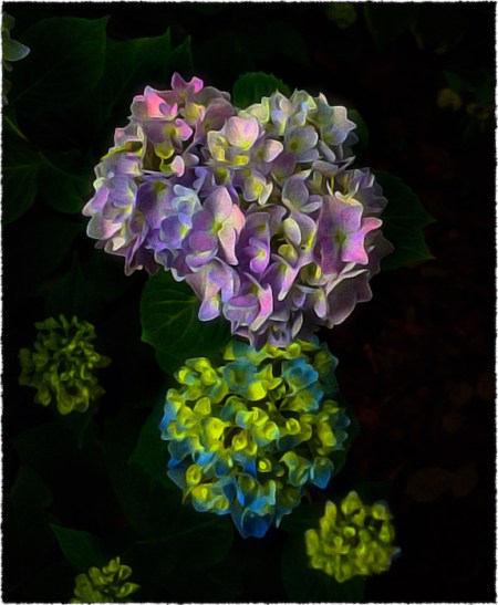 Hydrengea2FlareFrayed 2.jpg