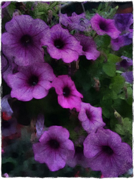 Petunias9FlareGrit 2.jpg