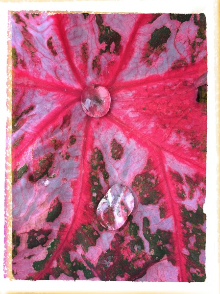 SelfPortraitsInDropletsFlareTapedSlide 2.jpg