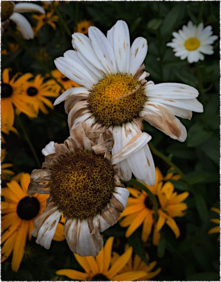 FragmentsOfAFadedSeason8Flare 2.jpg