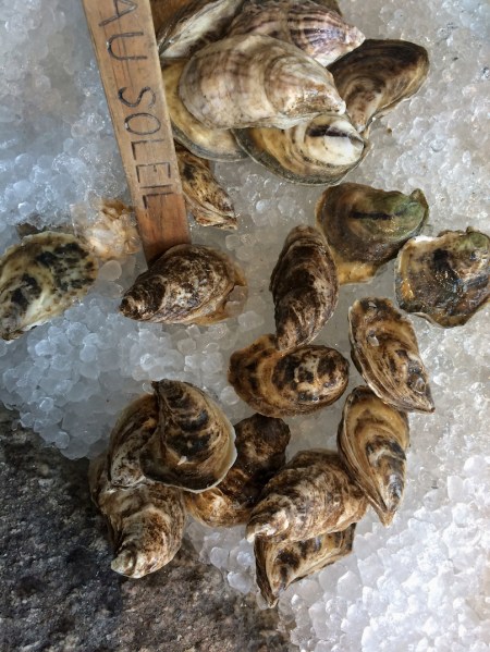 BeausoleilOystersPortland 2.jpeg