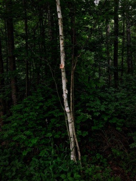 BerkshireBirchEnfusion2 2.jpg