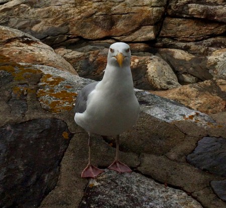 GaylordDramaShot 2.jpeg