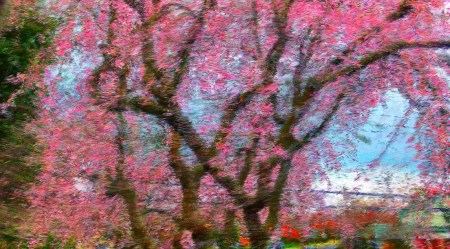 CherryBlossoms1 2.jpg