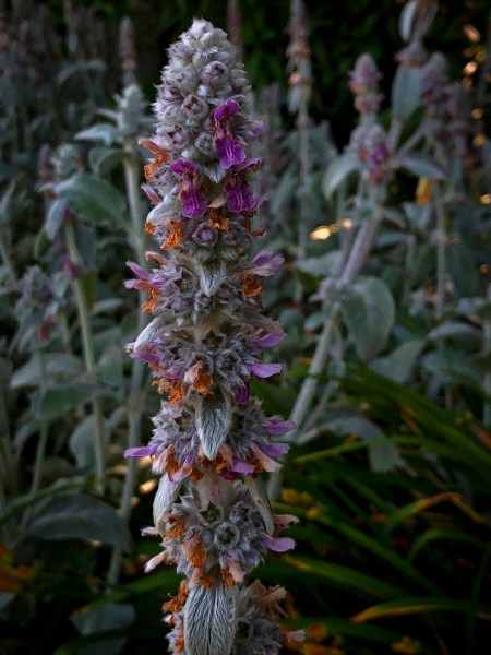 IMG_553385149Intensify 2.jpeg