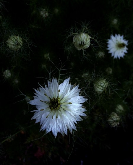 MaineBotanicalGardens2 2 2.jpeg