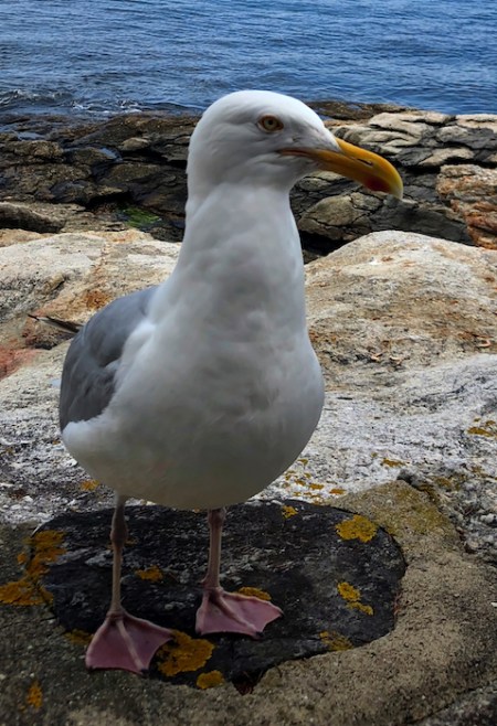 PortaitOfGaylord 2_2Noiseless 2.jpeg